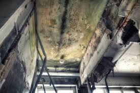 Environmental Consulting for Mold Prevention in Cottonwood, ID